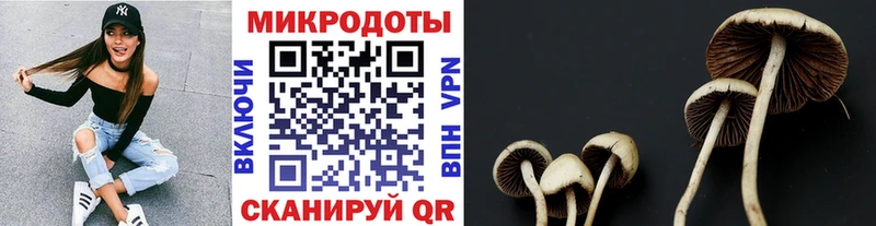 Псилоцибиновые грибы Cubensis  Купить где  Красный Сулин 